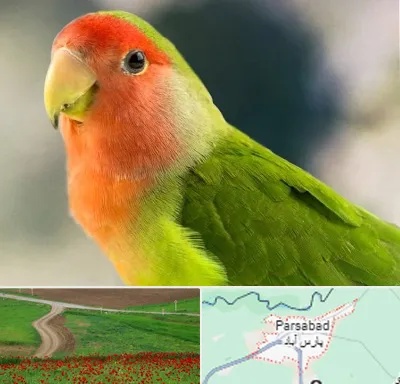 فروش طوطی در پارس آباد
