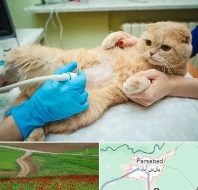 سونوگرافی گربه در پارس آباد