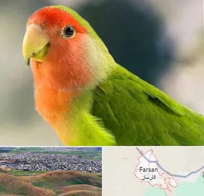 فروش طوطی در فارسان