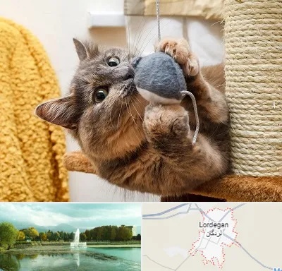 خرید اسباب بازی گربه در لردگان