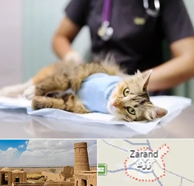عقیم سازی گربه در زرند
