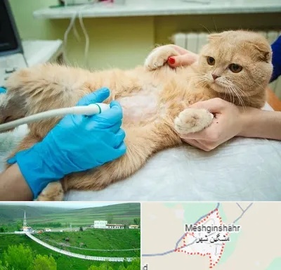 سونوگرافی گربه در مشگین شهر