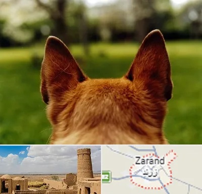 مرکز جراحی گوش سگ در زرند