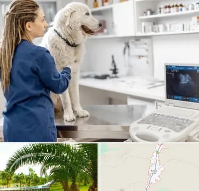 سونوگرافی سگ در کهنوج