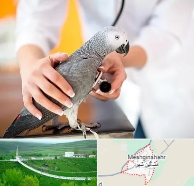 دامپزشکی پرندگان در مشگین شهر