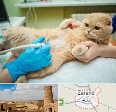 سونوگرافی گربه در زرند