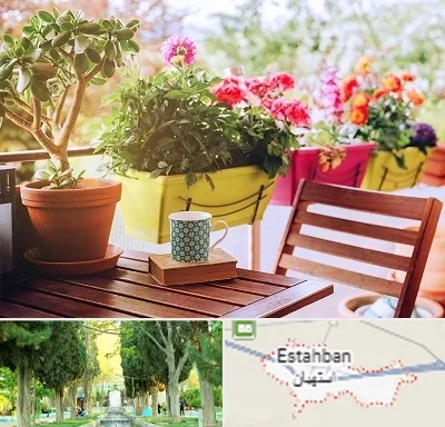 گیاه آپارتمانی در استهبان