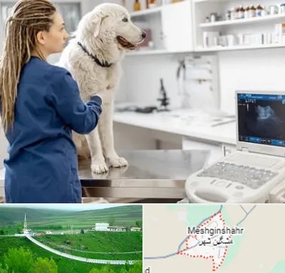 سونوگرافی سگ در مشگین شهر