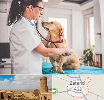 عقیم سازی سگ در زرند