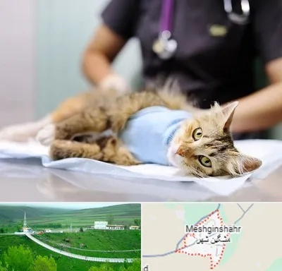 جراح حیوانات در مشگین شهر