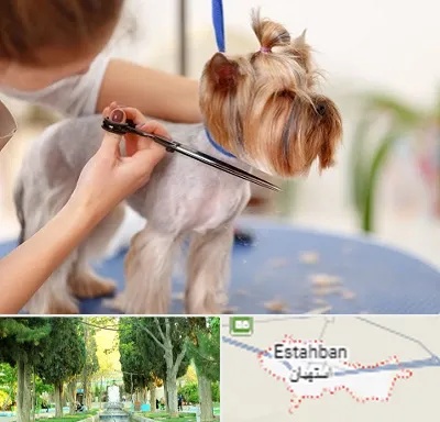 آرایشگاه سگ در استهبان