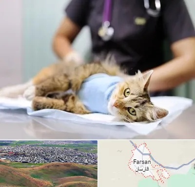 عقیم سازی گربه در فارسان