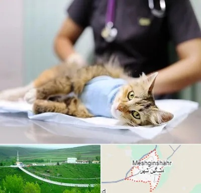 عقیم سازی گربه در مشگین شهر