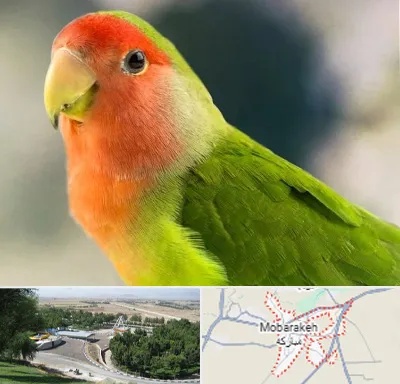 فروش طوطی در مبارکه