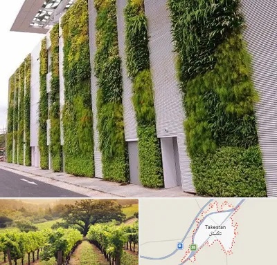 دیوار سبز در تاکستان
