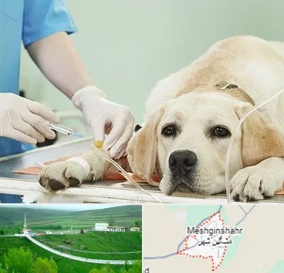 دامپزشک جراح در مشگین شهر