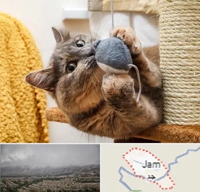 خرید اسباب بازی گربه در جم
