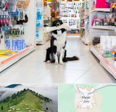 پت شاپ در ماسال