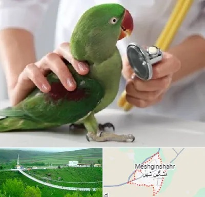 درمانگاه شبانه روزی پرندگان در مشگین شهر