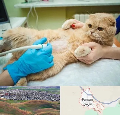 سونوگرافی گربه در فارسان