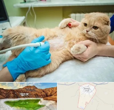 سونوگرافی گربه در گرمسار