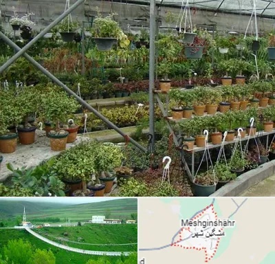 بازار گل و گیاه در مشگین شهر