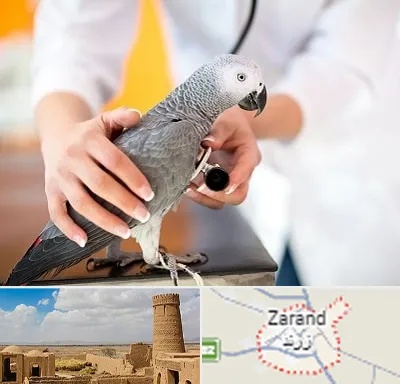 دامپزشکی پرندگان در زرند