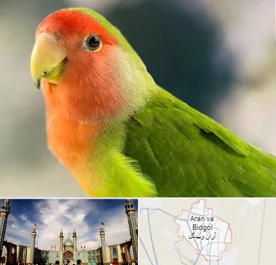 فروش طوطی در آران و بیدگل