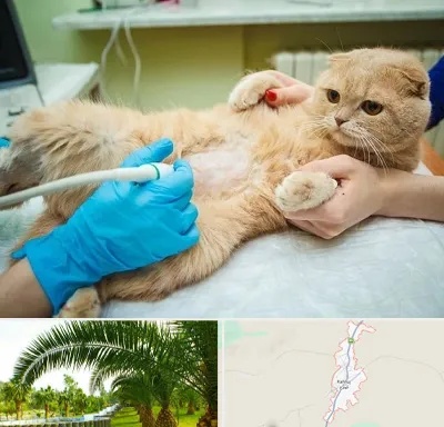سونوگرافی گربه در کهنوج