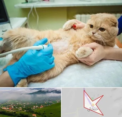 سونوگرافی گربه در خلخال