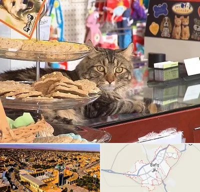 فروشگاه لوازم گربه در بافق