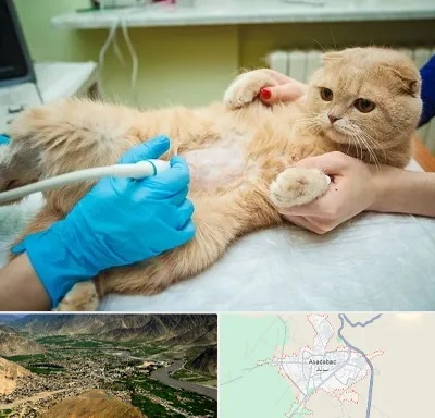 سونوگرافی گربه در اسدآباد