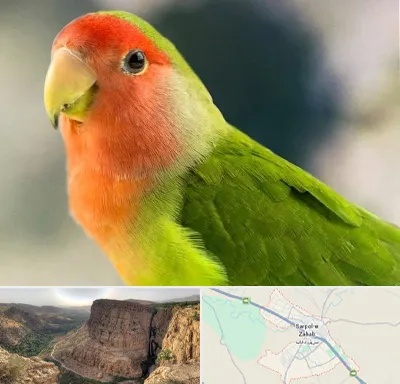 فروش طوطی در سرپل ذهاب