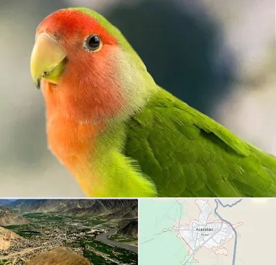 فروش طوطی در اسدآباد