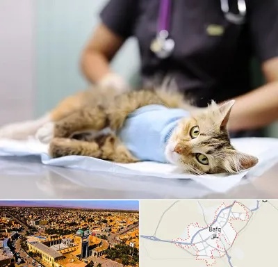 جراح حیوانات در بافق