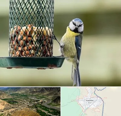 فروشگاه غذای پرندگان در اسدآباد