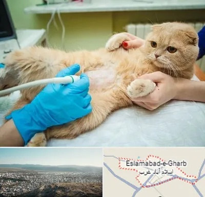 سونوگرافی گربه در اسلام آباد غرب