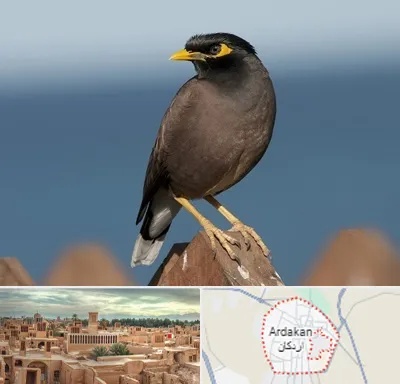 فروش مرغ مینا در اردکان
