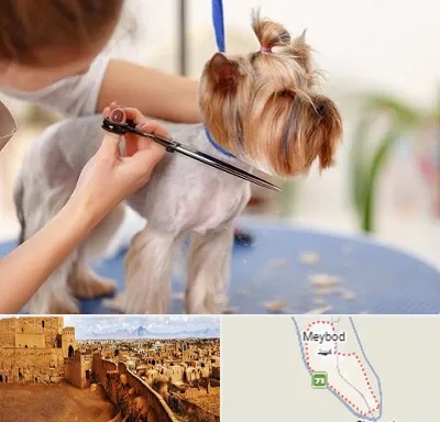 آرایشگاه سگ در میبد