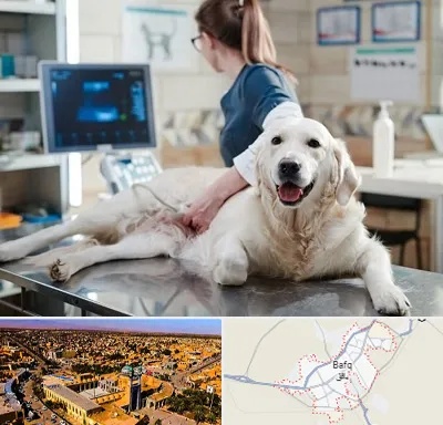 سونوگرافی حیوانات در بافق