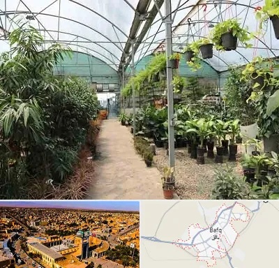 مرکز فروش گل و گیاه در بافق