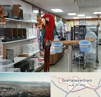 پرنده فروشی در اسلام آباد غرب
