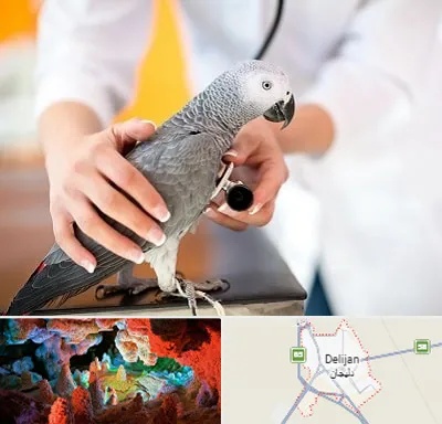 دامپزشکی پرندگان در دلیجان