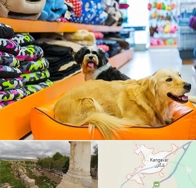 پت شاپ عمده در کنگاور