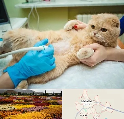 سونوگرافی گربه در محلات