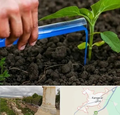 فروشگاه سم و کود کشاورزی در کنگاور