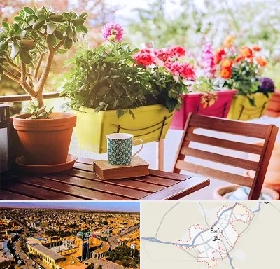 گیاه آپارتمانی در بافق