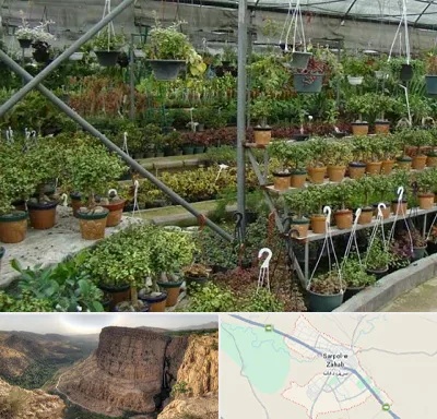 بازار گل و گیاه در سرپل ذهاب