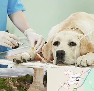 دامپزشک جراح در کنگاور