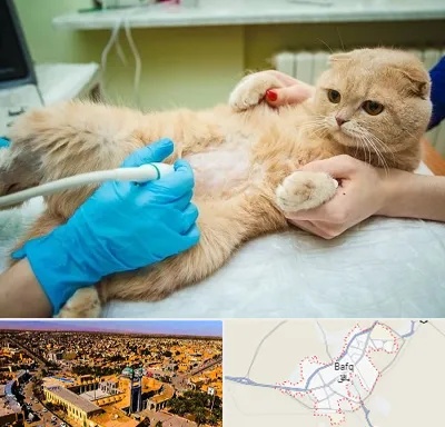 سونوگرافی گربه در بافق